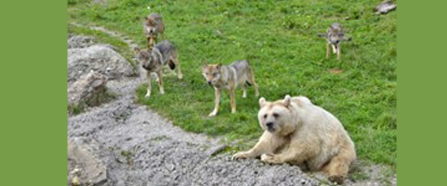 Besuch Tierpark Goldau